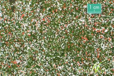 Naturwiese niedrig, Sommer